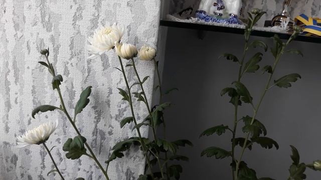 ЧУДО / Хризантема цветёт в марте / Кто её заставил??? / НАША ДАЧА смотреть онлайн