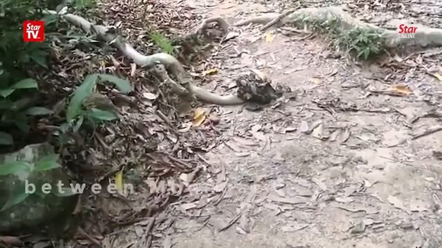 Удушающая схватка кобры и питона смотреть онлайн