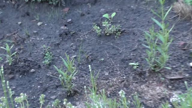 Лаванда в Среднем Поволжье, Пенза / Lavender in 4A zone смотреть онлайн