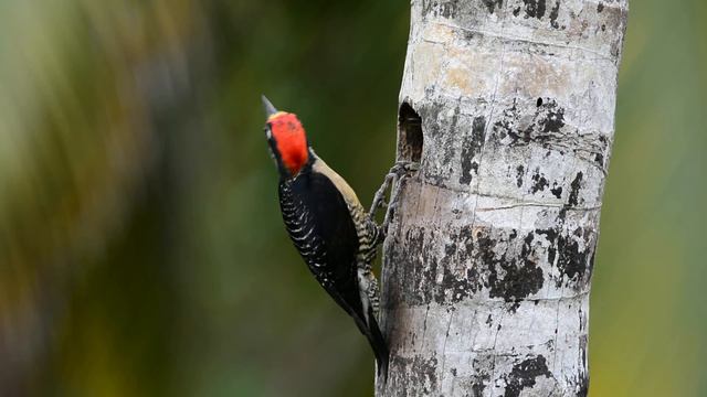 Melanerpes pucherani смотреть онлайн