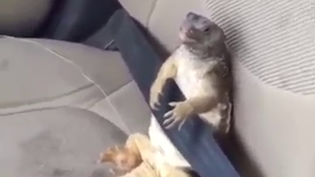 Безопасность превыше всего! смотреть онлайн