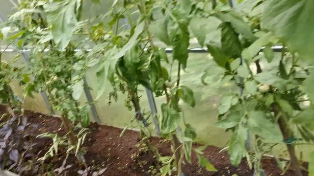 Паста из чесночных стрелок!!! Вкуснятина! смотреть онлайн