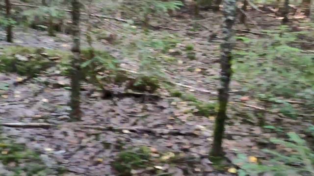 Сходили по грибы ! Москва смотреть онлайн