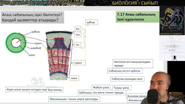 7.17. Ағаш сабағының ішкі құрылысы? #қабық #камбий #сүрек #өзек #биология #7сыныпбиология #ұбтбиоло смотреть онлайн