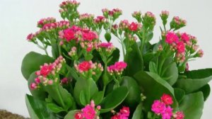 Каланхоэ! Как правильно выбрать в магазине! Уход после покупки!