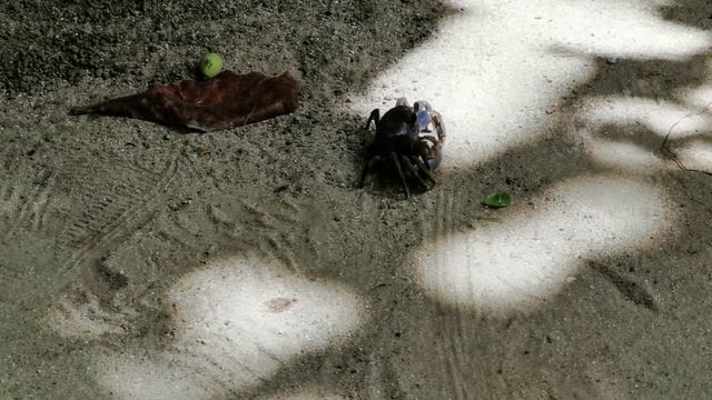 "ОБИТАТЕЛИ ОСТРОВА ЛА-ДИГ". КРАБ И ЯЩЕРИЦА. СЕЙШЕЛЬСКИЕ ОСТРОВА. SEYCHELLES. смотреть онлайн