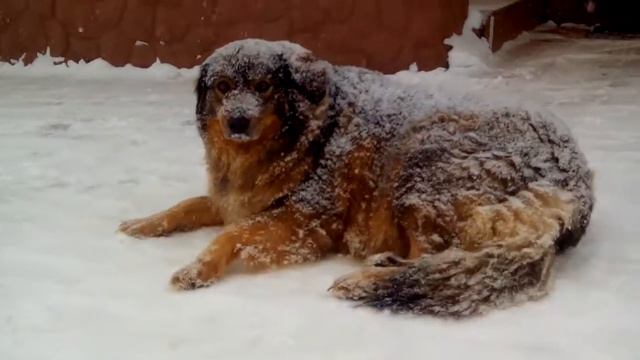 ЖИЗНЬ СОБАЧЬЯ. кому жить хорошо? 1 марта 2018 г. Всех поздравляю с весной. смотреть онлайн