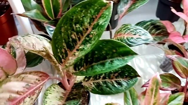 Идём на выставку цветов! Вот это выбор! смотреть онлайн