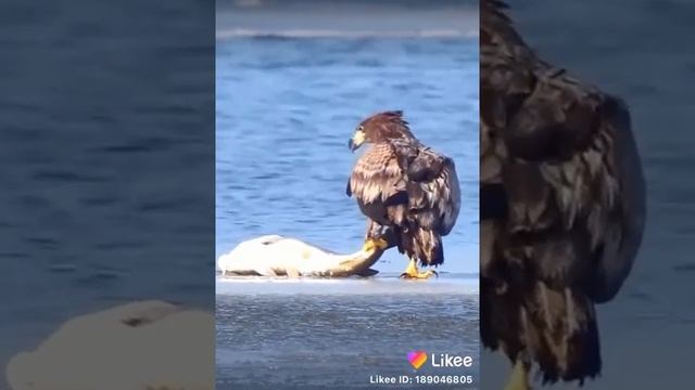 Орел ловит рыбу в океане смотреть онлайн