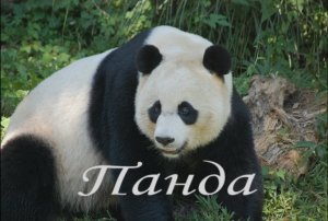 Панда