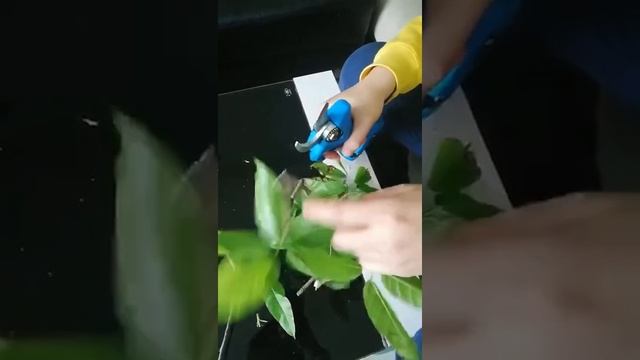 Аккумуляторные электрические ножницы для стрижки, высокоуглеродистая сталь, ножницы, подзаряжаемая смотреть онлайн