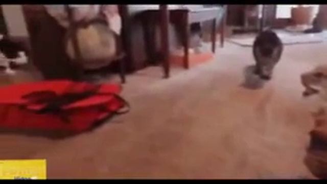 Самые пугливые кошки и коты) смотреть онлайн