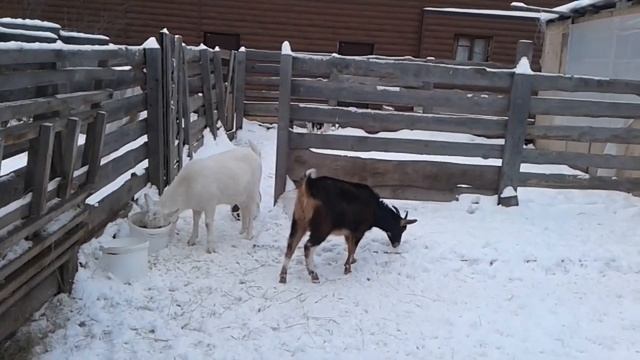 Председатель самодур. Борьба за жизнь в саду. смотреть онлайн
