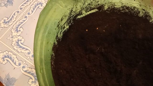 Посадила семена баклажан "Алмаз" смотреть онлайн