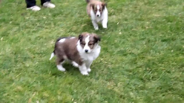 Mini Collie Mix Puppies For Sale смотреть онлайн