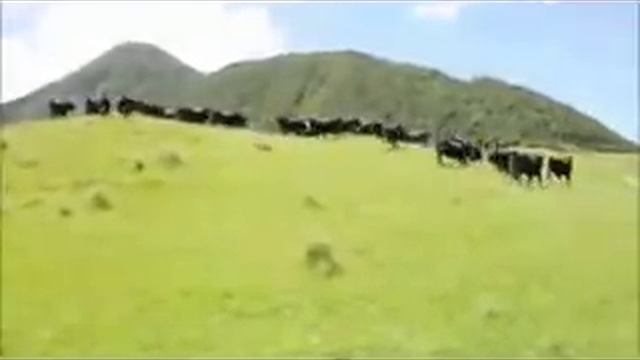 Вы слышите меня, бандерлоги? смотреть онлайн