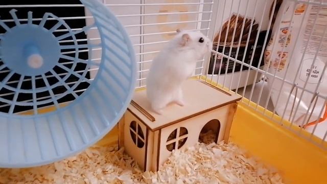 Как мыть хомяка? Уход за джунгарским хомяком!?❤️ #хомяк #уходзахомяком #джунгарик #джунгарскийхомяк смотреть онлайн