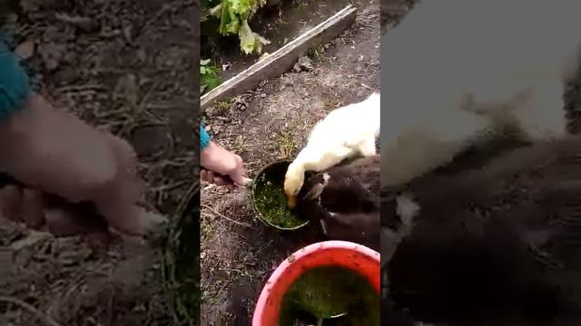 Маммо! Жрать давай. смотреть онлайн