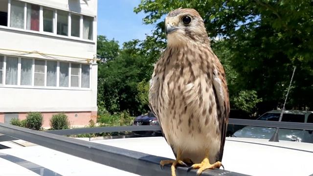 ВСТРЕТИЛ МОЛОДУЮ ПУСТЕЛЬГУ ХИЩНАЯ ПТИЦА #СОКОЛ #Птица #хищник #пустельга #ястреб смотреть онлайн