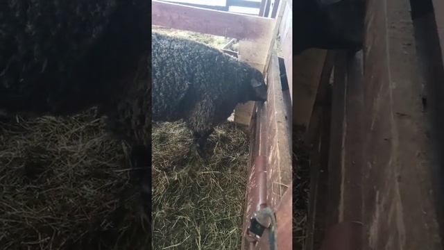 Баранчик породы Голубой Тексель, Blue Texel. смотреть онлайн