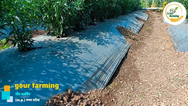 antracol fungicide | bayer antracol fungicide | Propineb 70%wp | propineb70%wp fungicide@mpfarming4 смотреть онлайн