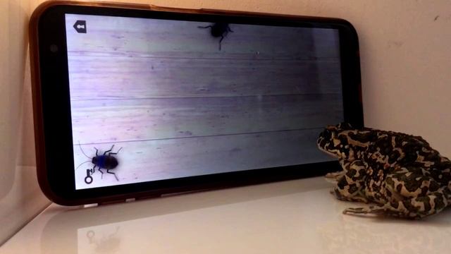 как жаба в игры играет / несуществующий обед! смотреть онлайн