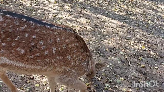 ГУЛЯЮ по ПАРКУ ГОРЬКОГО часть 2 (уже "типа" зоопарк) смотреть онлайн