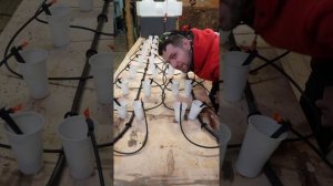 Регулируемые капельницы. Капельный полив от ёмкости Жук