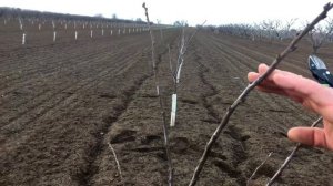 Правильная обрезка сливы / 1-й и 2-й год после посадки / опытный участок / proper prune pruning