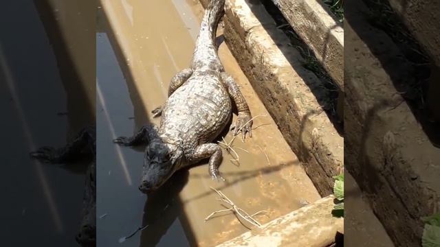 ALLIGATOR / BABILLA смотреть онлайн