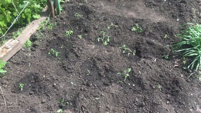Посадила баклажаны,сладкий перчик.Погода немного восстановилась. смотреть онлайн