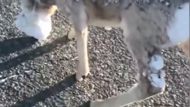 ЖУТКИЕ НАХОДКИ ЗАМЕРЗШИЕ ВО ЛЬДУ смотреть онлайн