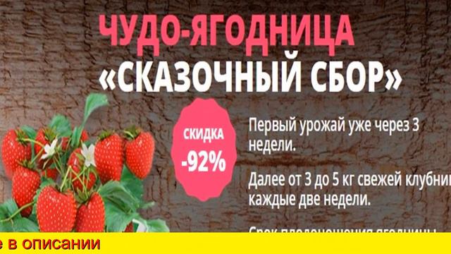 Чудо Ягодница Сказочный Сбор Развод Или Нет смотреть онлайн