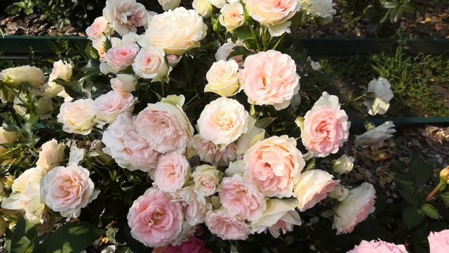 Роза Джет сет. смотреть онлайн