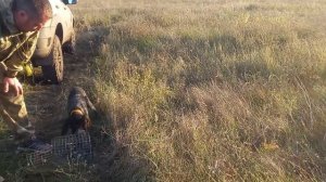 натаска щенка дратхаара, 4месяца поиск и подача птицы 11 октября 2021 г.