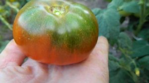 Томат Кардинал Маура.