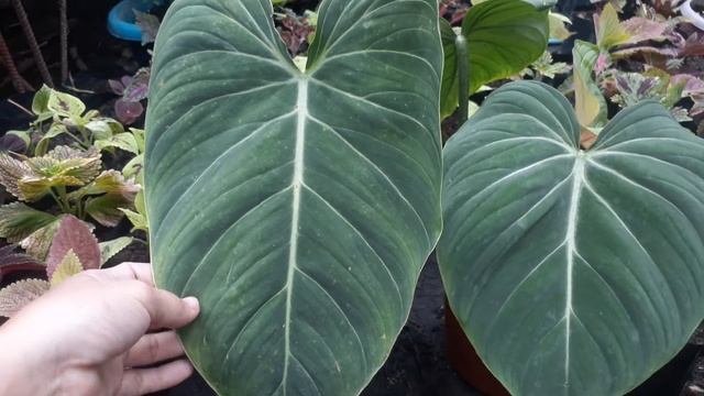 Philodendron Glorious Vs Philodendron Gloriosum
