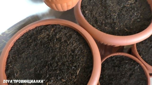 В какой грунт посадить петунию для горшков вазонов!?!/ Обзор рассады петунии,лобелии,лаванды/ #цвет смотреть онлайн