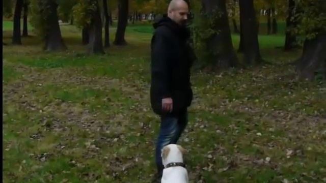 Алабай 3,5 месяца. Малихат Жантуар. Игры и дрессировка. смотреть онлайн