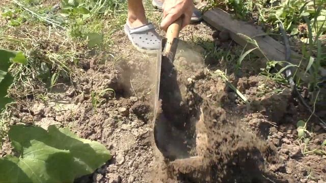 Какой урожай картофеля в 2021 сравнили два куста и звуки от аварии на кольце