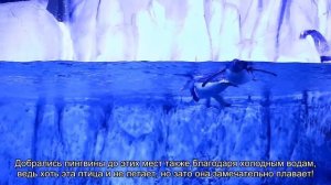 Почему пингвины живут в Антарктике, а белые медведи — в Арктике