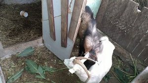 Козёл в деле)Немного про охоту и покрытие коз.