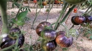 Кистедержатели для томатов