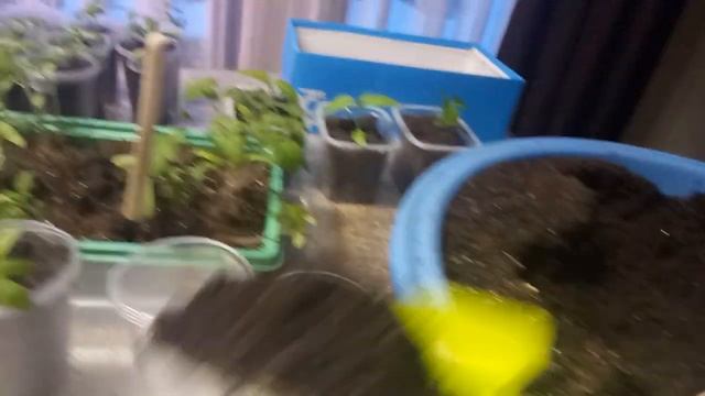 Самый удачный способ пикирования томатов! смотреть онлайн