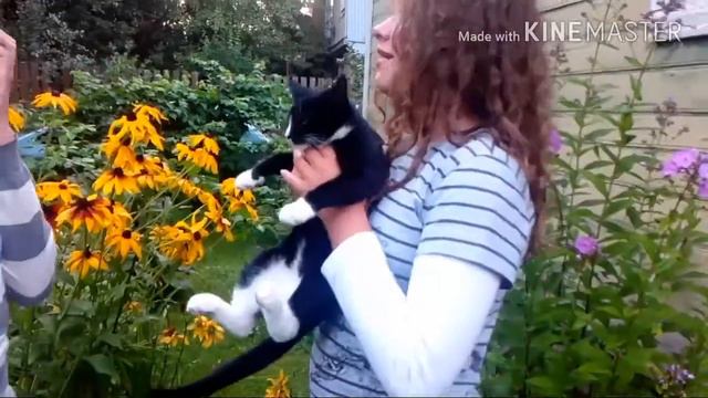 Как у нас появился котёнок Тишка??? Мини-фильм смотреть онлайн