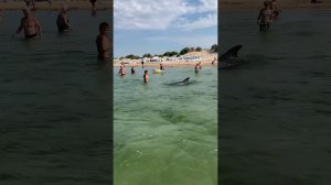 НАЧАЛОСЬ! ДЕЛЬФИНЫ НАПАДАЮТ!