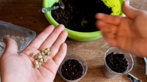 Горох. Букетный способ посадки, через рассаду.