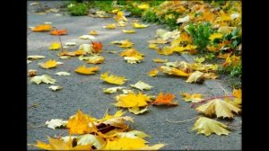 Звонок в МЧС уберите листья!!!!