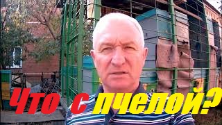 Собрать гнездо пчел на зимовку.Почему к осени слабеют семьи пчел смотреть онлайн