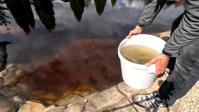 Выращивание карпа у себя в пруду!  Запускаю карпа в пруд! Пруд на даче!